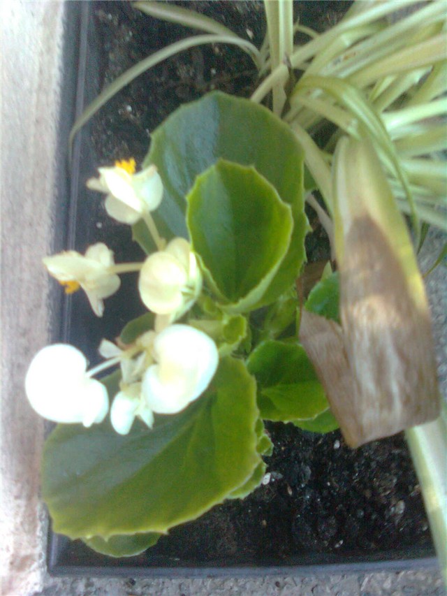 semperflorens bjeli